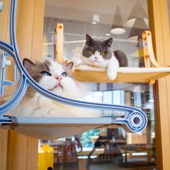 Cat Bed Window Perch Seat Suction Cups Cat Hammock Pet Resting Seat Cat Shelves