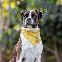 Pascal and Pooch Dog Bandanas Suitable for Medium & Large Dog Bandana Boy & Girl - Premium Adjustable Fabric Bandana for Dogs Reversible - Unique and Stylish Pack of 4 Durable Bandanas for Dogs