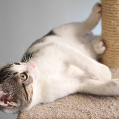 Cat Scratching Post Tower Scratch Pad - 3 Scratcher Posts and Perch