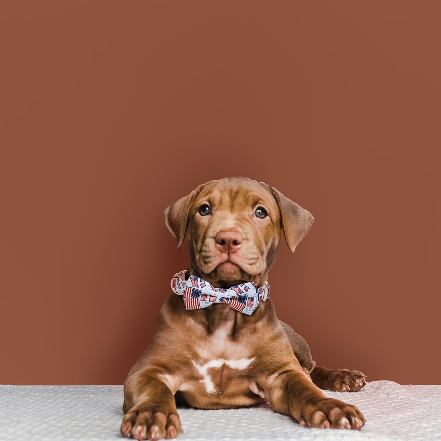 Adjustable Bow Tie Dog Collar Printed Cute Patterns Spring Summer Soft Pet Collars for Small Medium Large Dogs