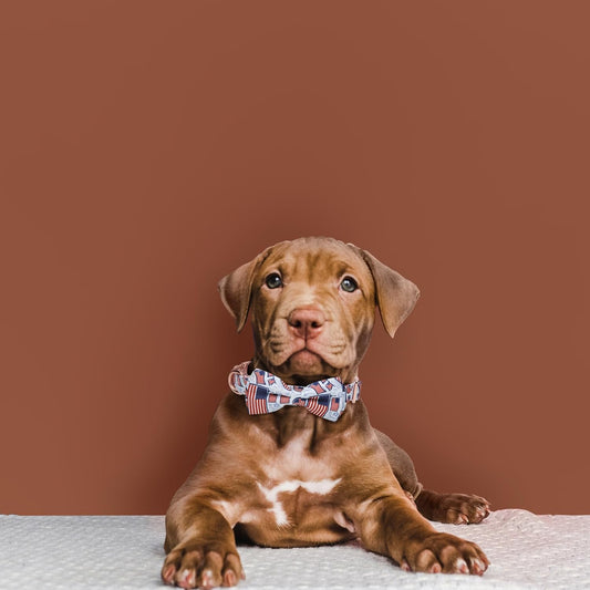 Adjustable Bow Tie Dog Collar Printed Cute Patterns Spring Summer Soft Pet Collars for Small Medium Large Dogs