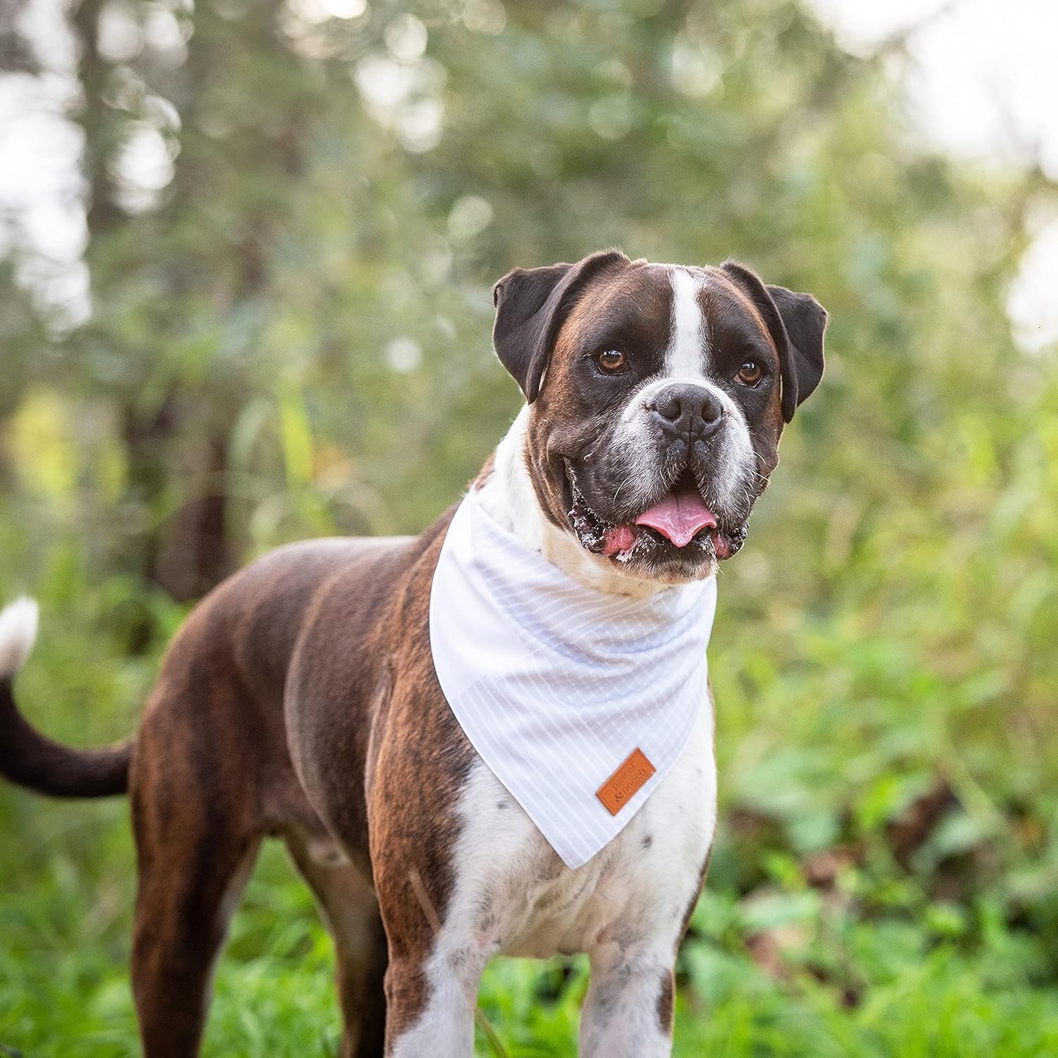 Pascal and Pooch Dog Bandanas Suitable for Medium & Large Dog Bandana Boy & Girl - Premium Adjustable Fabric Bandana for Dogs Reversible - Unique and Stylish Pack of 4 Durable Bandanas for Dogs